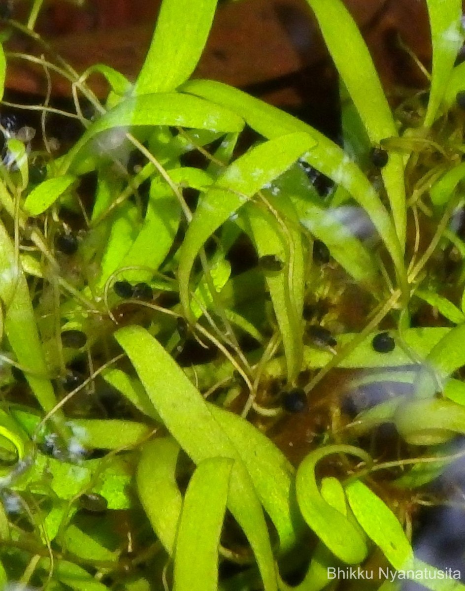 Utricularia uliginosa Vahl